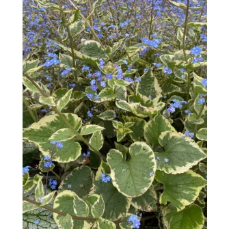 Nefelejcs (Brunnera)