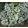 Brunnera macrophylla Jack Frost - Kaukázusi nefelejcs