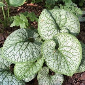 Brunnera macrophylla Jack Of Diamonds - Kaukázusi nefelejcs