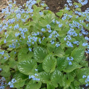 Brunnera macrophylla Langtrees - Kaukázusi nefelejcs