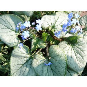 Brunnera macrophylla Looking Glass - Kaukázusi nefelejcs