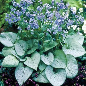 Brunnera macrophylla Silver Heart - Kaukázusi nefelejcs