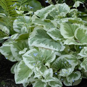 Brunnera macrophylla Variegata - Kaukázusi nefelejcs