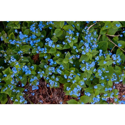 Brunnera macrophylla - Kaukázusi nefelejcs