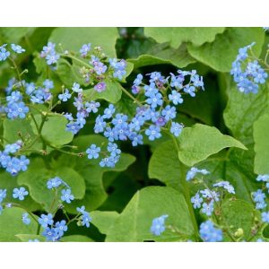 Brunnera sibirica - Szibériai nefelejcs