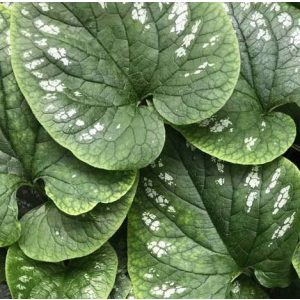 Brunnera White Zebra - Kaukázusi nefelejcs