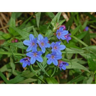 Gyöngyköles (Buglossoides)