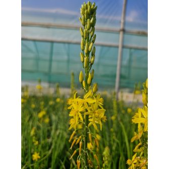 Macskafarok virág (Bulbine)