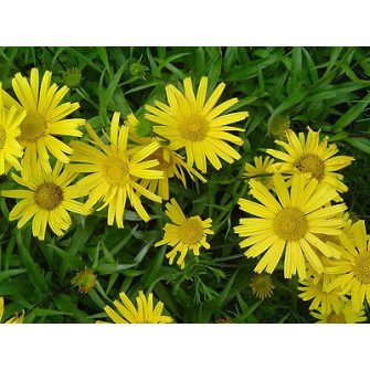 Ökörszem (Buphthalmum)