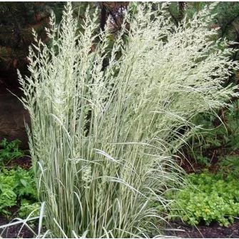 Nádtippan (Calamagrostis)