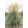 Calamagrostis acutiflora Overdam - Nádtippan