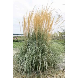 Nádtippan (Calamagrostis)