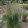 Calamagrostis acutiflora Waldenbuch - Nádtippan