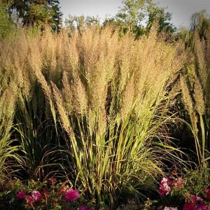 Calamagrostis arundinacea - Nádtippan