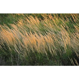 Calamagrostis canadensis - Nádtippan