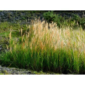 Nádtippan (Calamagrostis)