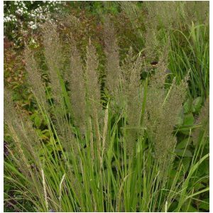 Calamagrostis varia - Nádtippan