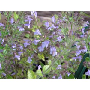 Calamintha nepeta Lila Riese - Pereszlény
