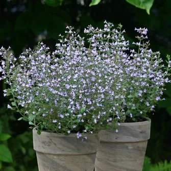 Pereszlény (Calamintha)