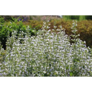 Calamintha nepeta Triumphator - Pereszlény