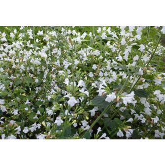 Pereszlény (Calamintha)