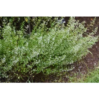 Pereszlény (Calamintha)