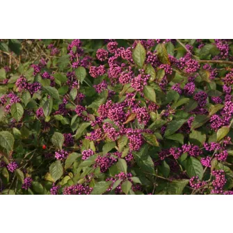 Lilabogyó (Callicarpa)
