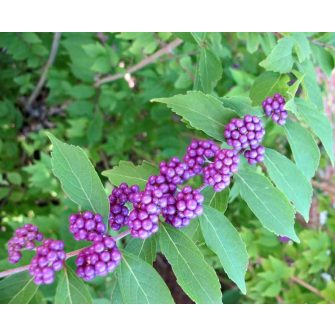 Lilabogyó (Callicarpa)