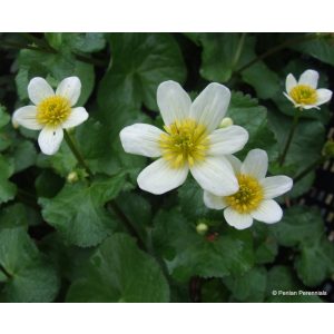 Caltha palustris alba - Gólyahír