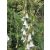 Campanula alliariifolia - Harangvirág