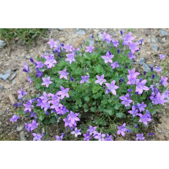Harangvirág (Campanula)