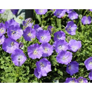 Campanula carpatica Blaue Clips - Kárpáti harangvirág