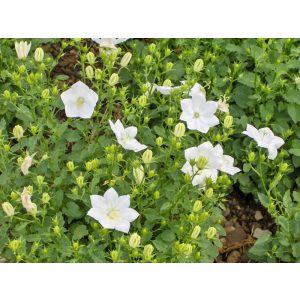 Campanula carpatica Weisse Clips - Kárpáti harangvirág