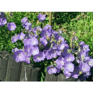 Campanula carpatica - Kárpáti harangvirág