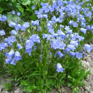 Campanula cochlearifolia Jingle Blue - Törpe harangvirág