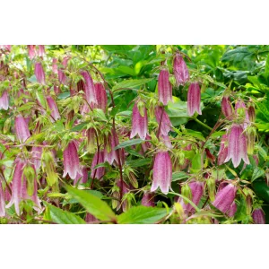 Campanula takesimana Elizabeth - Koreai harangvirág