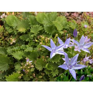 Campanula garganica Erinus Major - Garganói harangvirág