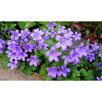 Harangvirág (Campanula)