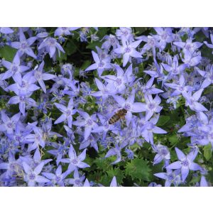 Campanula garganica Senior - Garganói harangvirág