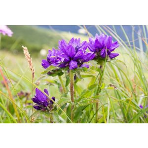 Campanula glomerata - Csomós harangvirág