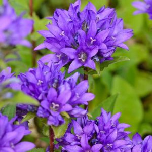 Campanula glomerata Acaulis - Csomós harangvirág