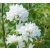 Campanula glomerata Alba - Csomós harangvirág