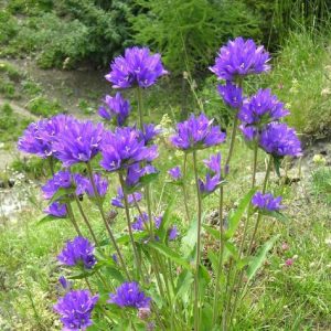 Campanula glomerata Speciosa - Csomós harangvirág