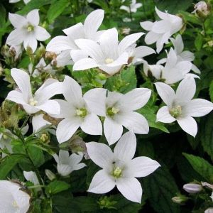   Campanula lactiflora White Pouffe - Nagytermetű harangvirág