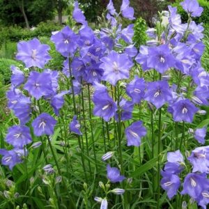 Campanula persicifolia - Baracklevelű harangvirág