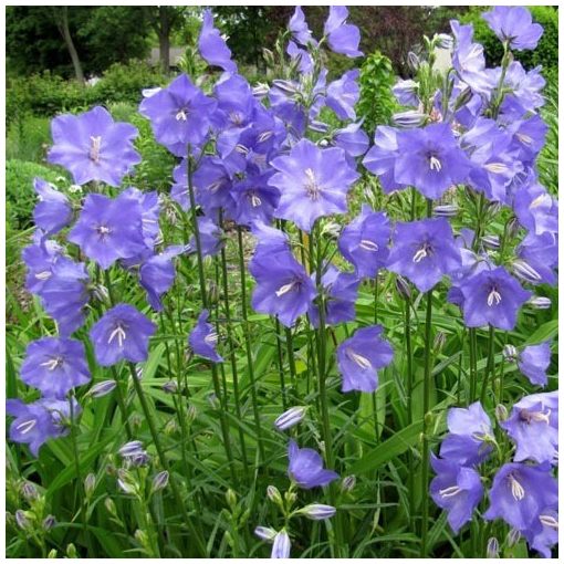 Campanula persicifolia - Baracklevelű harangvirág