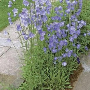 Campanula persicifolia Coerulea - Baracklevelű harangvirág