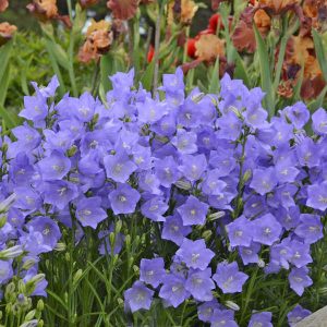   Campanula persicifolia Takion Blue - Baracklevelű harangvirág