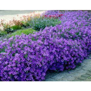 Campanula portenschlagiana - Dalmát harangvirág
