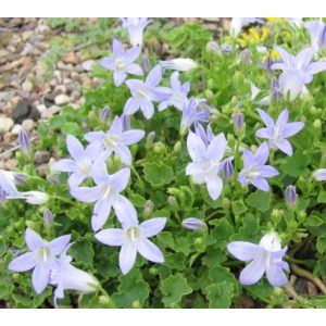 Campanula portenschlagiana Lieselotte - Dalmát harangvirág